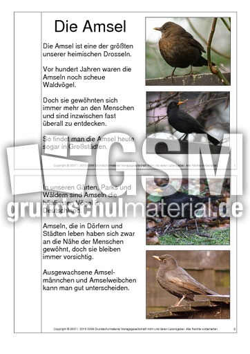 Minibuch-Bilderbuch-Amsel.pdf